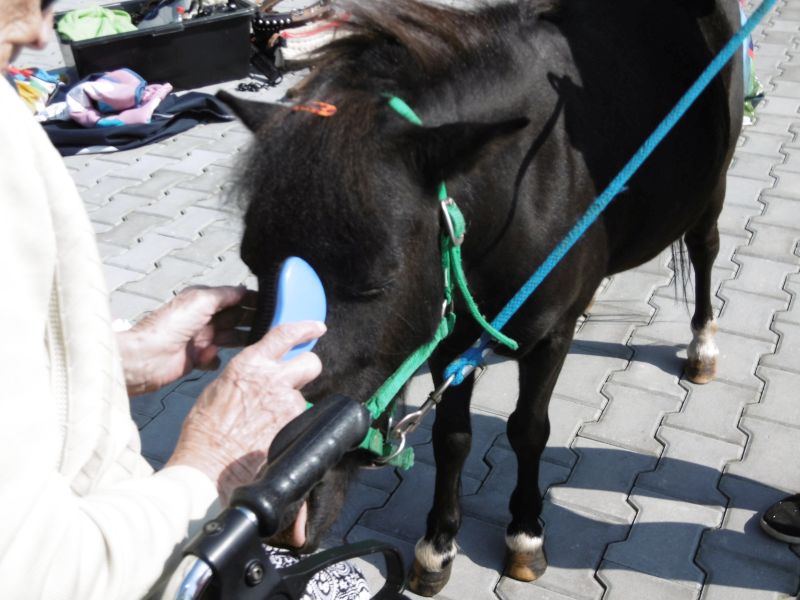 Koník Emil opět u nás (2)