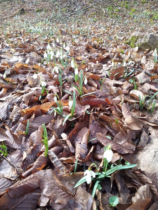 Probouzíme jaro (2)