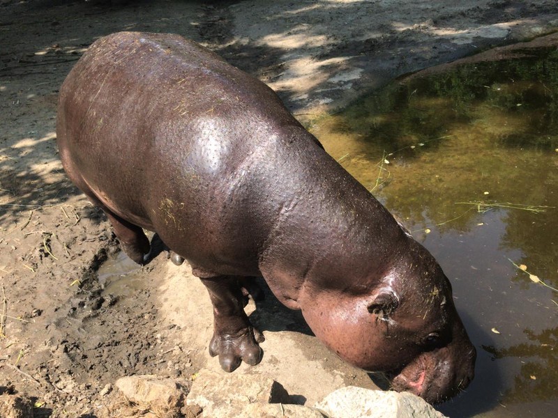 ZOO Jihlava - obrázek 10