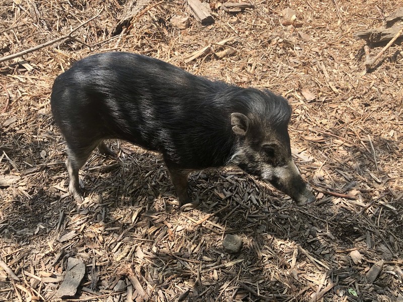 ZOO Jihlava - obrázek 9